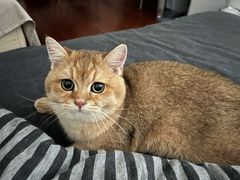 -猫十亿·布偶金渐层·曼基康矮脚猫舍(青年路店)