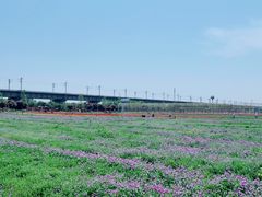 -枫林花海