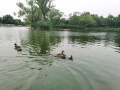 -朝阳公园游乐园