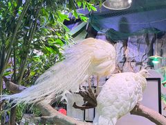 -正佳雨林生态植物园
