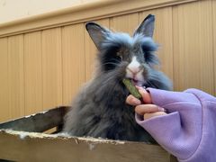 -猫猫幼稚园·撸猫·桌游·电玩