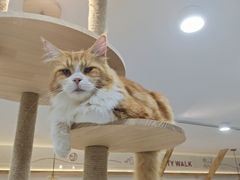 -喵园·猫主题咖啡厅·撸猫·猫咖(国贸店)