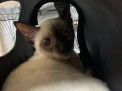 -北京观赏动物医院·24小时大型综合·猫专科·异宠专科