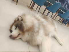 -安格丽娜·狗咖·猫咖羊驼咖(春熙路百盛商场店)