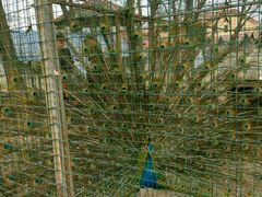 -意大利农场度假村