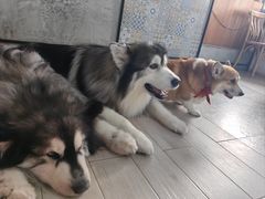 -Dog in Town Ekkamai