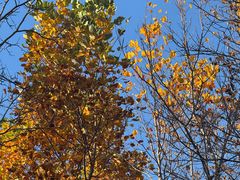 -羊亭河湿地公园