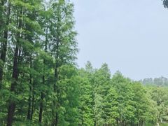 -番禺大夫山森林公园