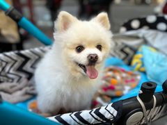 -苹果花园(鞍山路店)