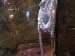 -西雅图水族馆