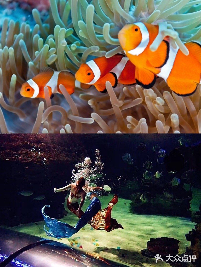 梦想的星辰大海，等你奔赴而来｜海洋馆开播送门票赠咯