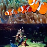 梦想的星辰大海，等你奔赴而来｜海洋馆开播送门票赠咯