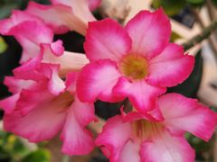 -北京植物园-展览温室