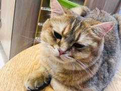 -藏猫猫咖啡主题馆(中央大道店)