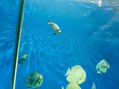 -北戴河圣蓝海洋公园