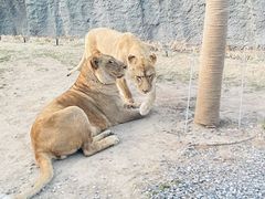 -北京野生动物园