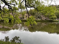 -谢怀亮芝麻茶