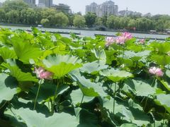 -济南大明湖景区