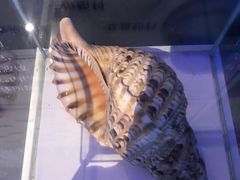 -贝壳梦幻世界