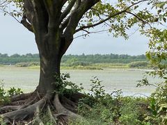 -大湾区中央湿地公园