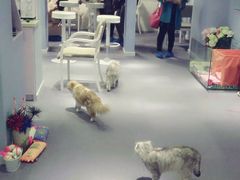 android_upload_pic-喵的天空名猫咖啡馆·撸猫·猫舍·用品