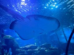 -太平洋海底世界