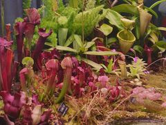 -中国科学院西双版纳热带植物园