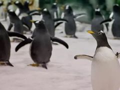 -大连圣亚海洋世界