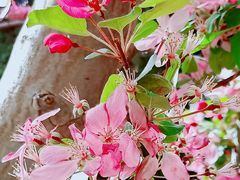 -海棠花溪(元大都城垣遗址公园)