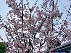 -顾村公园