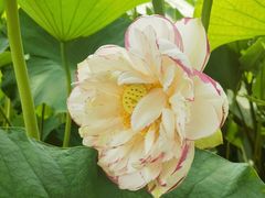 -陈家山荷花公园