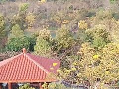 -广州白江湖森林公园