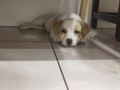 -佳雯宠物医院·皮肤科·内外科(春晓路分院)