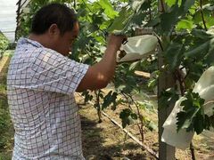 -马陆小张葡萄园农家乐