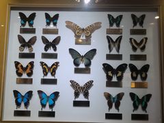 -上海昆虫博物馆