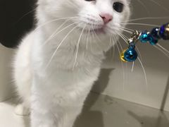 -东方名猫馆·英短金渐层布偶猫舍(环线广场1号楼店)