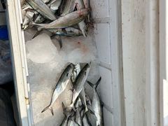 -日照世帆赛基地