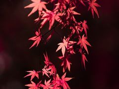 -上海市龙华烈士陵园