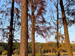 -东莞植物园