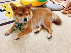-逗柴咖啡屋·狗咖猫咖宠物桌游