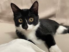 -汪喵宠物医院·骨科心脏影像·犬猫急重症ICU诊疗中心(成华分院)