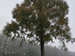 -黄海国家森林公园