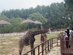 -北京野生动物园