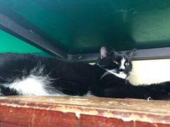 -猫咪博物馆(顶澳仔猫街店)