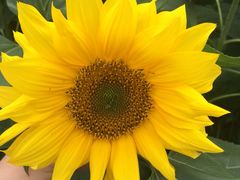 -松山湖梦幻百花洲