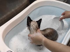 -PETKIT小佩宠物·低压洗护(国顺东路店)