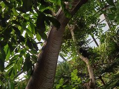 -呀路古热带植物园