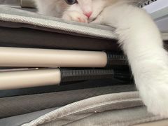 -lincat·猫舍(广州店)