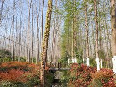 -合肥滨湖国家森林公园