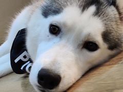 -Husky Go! 哈士奇体验馆·宠物咖啡厅狗咖